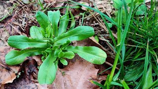 Southerners: Do You Overlook This Tasty Wild Vegetable Every Spring?
