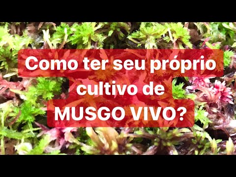 Vídeo: Você pode cultivar musgo esfagno?