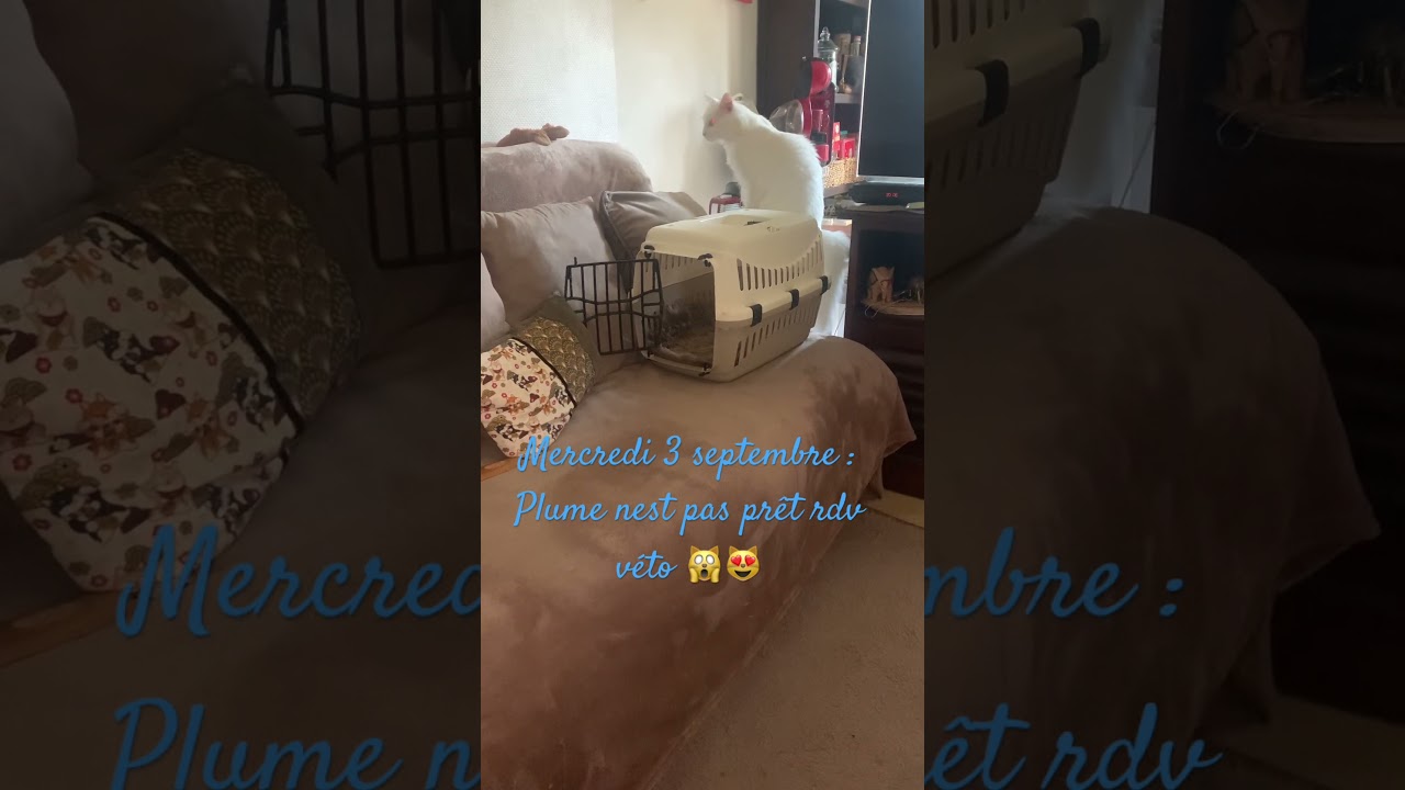 Rdv véto #catlovers #cat #cuteanimals #chat #pets #kitten