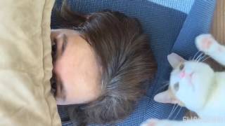 Let me brush your hair hooman by The Shaw Cats 255 views 7 years ago 22 seconds