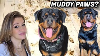Muddy Dog Paws? I Tested the MudBuster Paw Cleaner