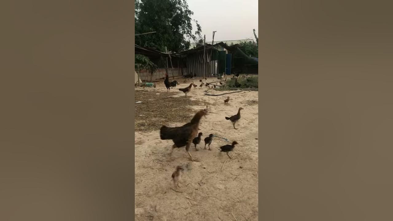 Call Chicken - YouTube