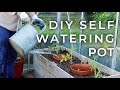 DIY Self Watering Pot For The Garden Olla Update DIY Self Watering Pot For The Garden Olla Update