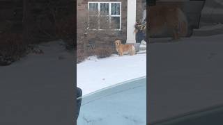 -30 🥶 ! Please Keep Pets Inside #shorts