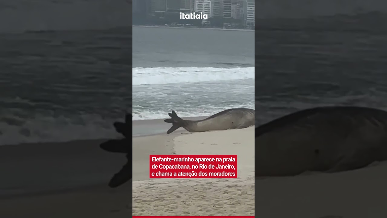 ELEFANTE-MARINHO APARECE NA PRAIA DE COPACABANA, NO RIO DE JANEIRO, E CHAMA A ATENÇÃO DOS MORADORES