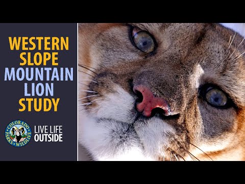 West Slope Mountain Lion Study