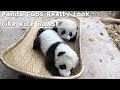 Panda Cubs Really Look Like Rice Balls! | iPanda