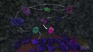 Glycolysis | HHMI BioInteractive Video