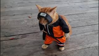 ARNOL SIAP MENJALANKAN MISI RAHASIA