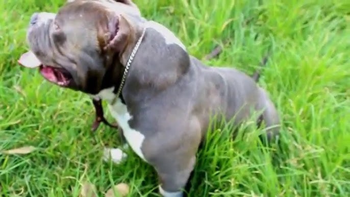 AMERICAN BULLY KENNEL - LOUIS V LINE BULLYS 