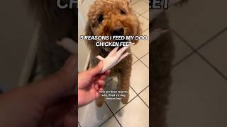 3 reasons why I feed my dog chicken feet