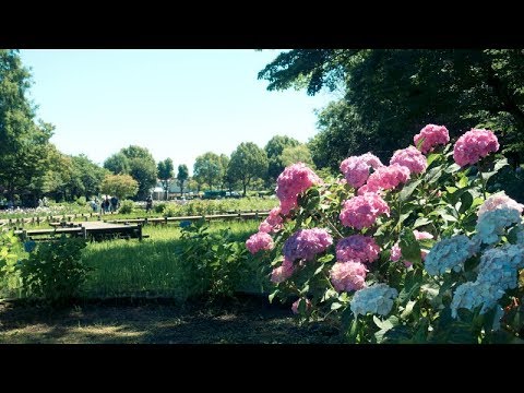 【Full HD】上尾丸山公園の紫陽花（あじさい）｜Ageomaruyama Park Hydrangea｜Ageo City Saitama Prefecture Japan