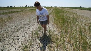 Sécheresse historique : l'Europe de plus en plus inquiète du manque d'eau