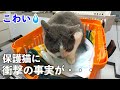 保護猫を初めて病院に連れて行ったら衝撃の事実が判明。。。