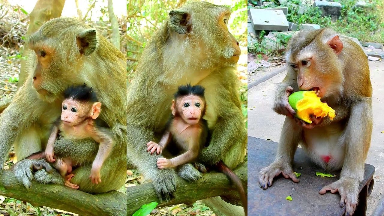 Best video of lovely baby Bitzy asks mum go out for playing very brave.