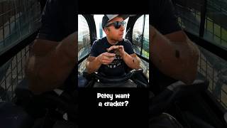 Petey Strikes Again...🤦‍♂️🤣#nobirdsharmedinthemakingofthisvideo #petey #welkerfarms