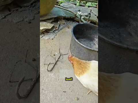 ما تراه غصن ا قد يتحرك فجأة 