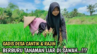 CANTIK ALAMI GADIS DESA SUKABUMI, Panen Tanaman Liar Di Sawah, Langsung Di Masak || Pedesaan Sunda