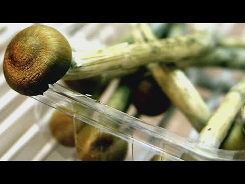 Oregon Mushrooms Dispensary