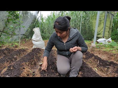 Video: Cultivamos Serbal Rojo En El Campo