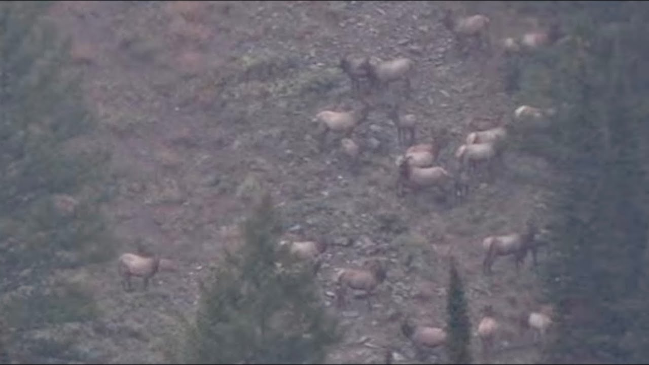 WYOMING GENERAL ARCHERY ELK HUNT SEASONS RUN EP 6 YouTube wyoming-general-archery-elk-hunt-seasons-run-ep-6-youtube