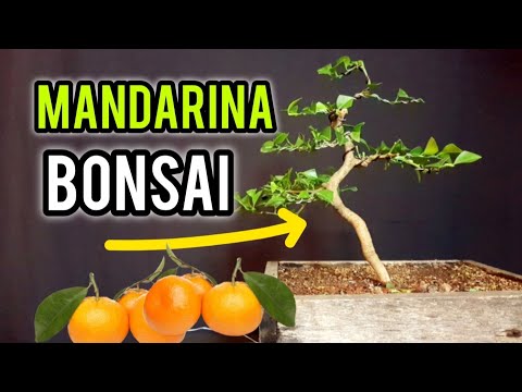 HOW TO MAKE A MANDARIN BONSAI: PINCHING, PRUNING, AND WIRING CITRUS TREE -  YouTube