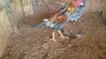 New qaib thai (4 month old)