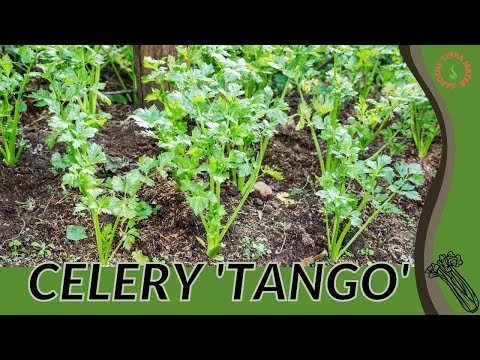 CELERY 'TANGO' Information and Growing Tips! (Apium graveolens var. dulce)