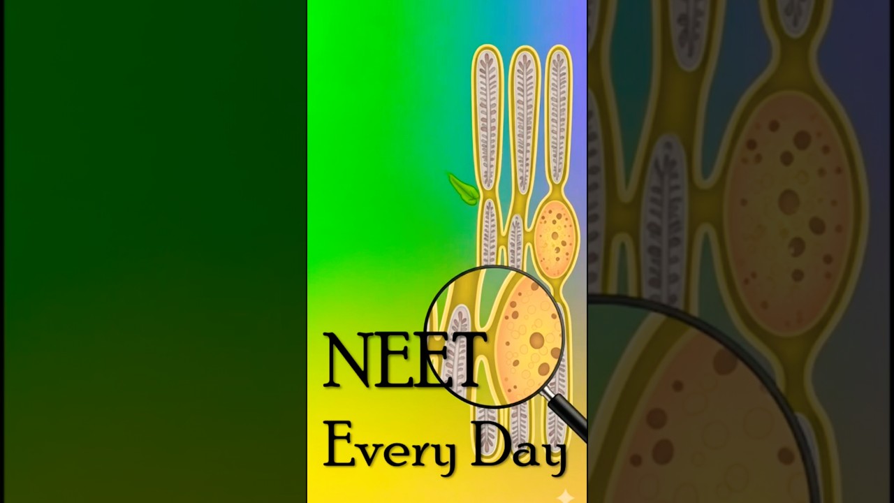 NEET Every Day | Phloem Composition Explained | Sieve Tubes & Companion Cells