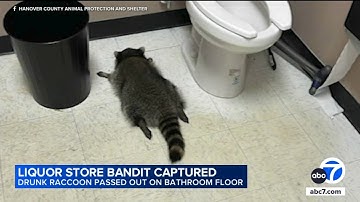 Drunk raccoon found passed out in liquor store bathroom