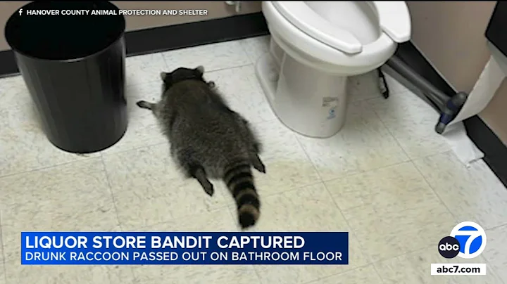 Drunk raccoon found passed out in liquor store bathroom