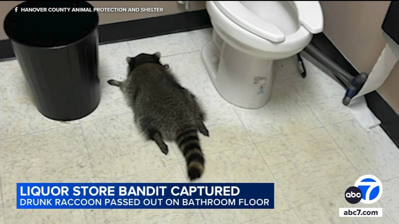 Drunk raccoon found passed out in liquor store bathroom