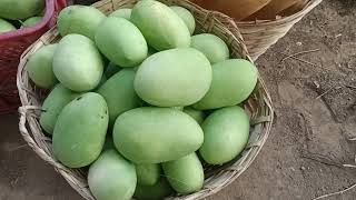 Harvesting Mango, The Wind Is So Strong. Parang Signal .