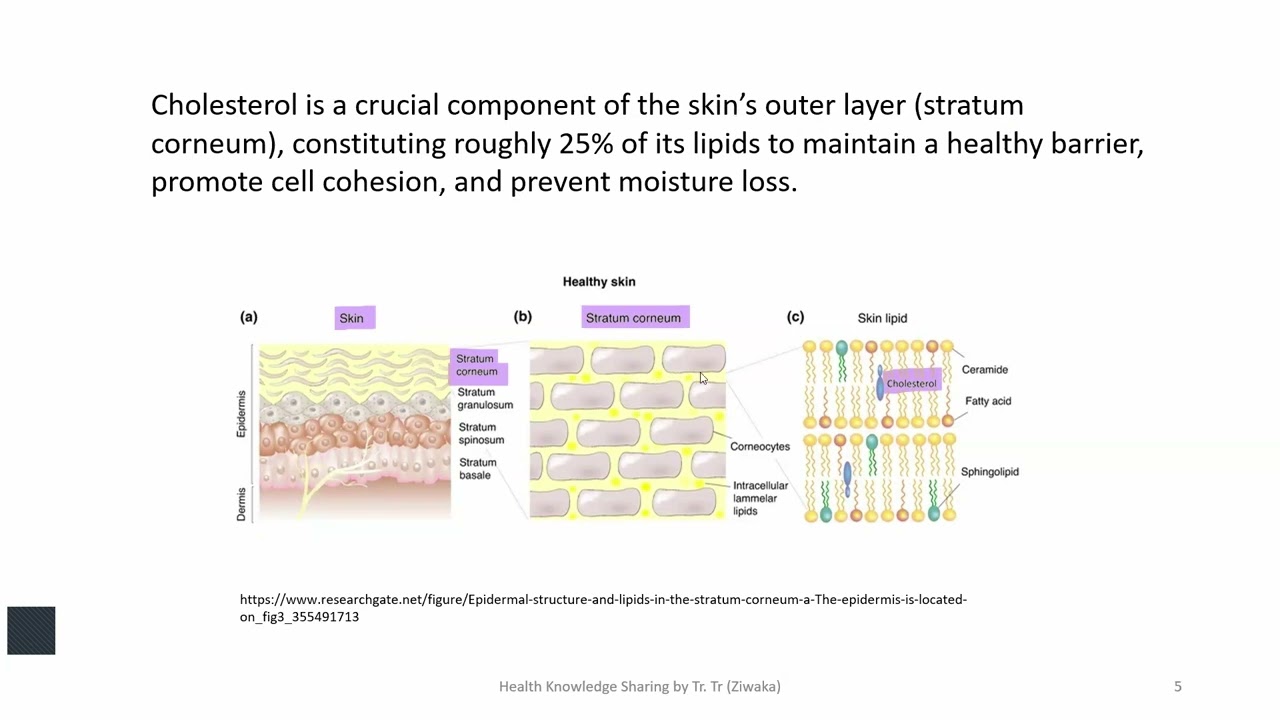 Biomedical  importance of Cholesterol in the Human Body