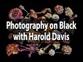 Photography on Black | Webinar with Harold Davis | September 12, 2020