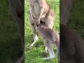 Very RARE Video!! Baby Kangaroo  entering the pouch of mother!!