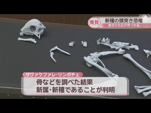 【fossil】二枚貝８３種類タマガイ科他４１種類フトコロガイ科他４３種類 タマガイ科 アーカイブ | 由比ヶ浜貝殻図鑑
