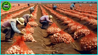 The Most Modern Agriculture Machines That Are At Another Level, How To Harvest Onions In Farm ▶14