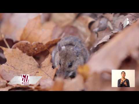 ანთების საწინააღმდეგო მედიკამენტები, ორგანიზმში სიმსივნური უჯრედების გავრცელებას აფერხებს