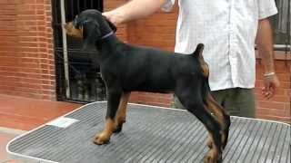 Backbone Fakhir 67 Days Old Video 1