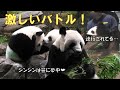 9/3シャオシャオ飼育員さんに絡みまくった勢いでレイレイと激しい兄弟喧嘩！giantpanda @tokyo 上野動物園