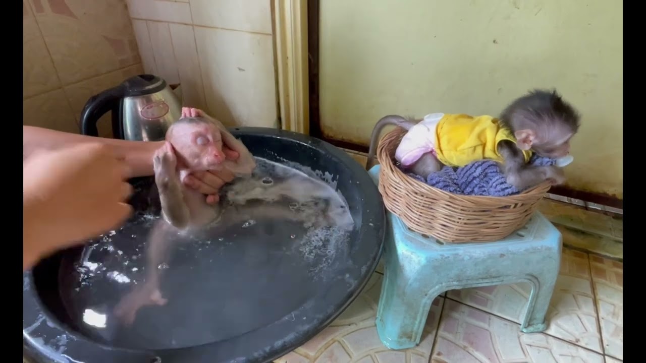 Miss jasmine like to take & swim but koi don't like it