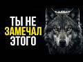 Почему волки никогда не проигрывают? Секрет идеальной охоты
