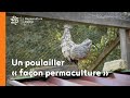 Un poulailler en permaculture