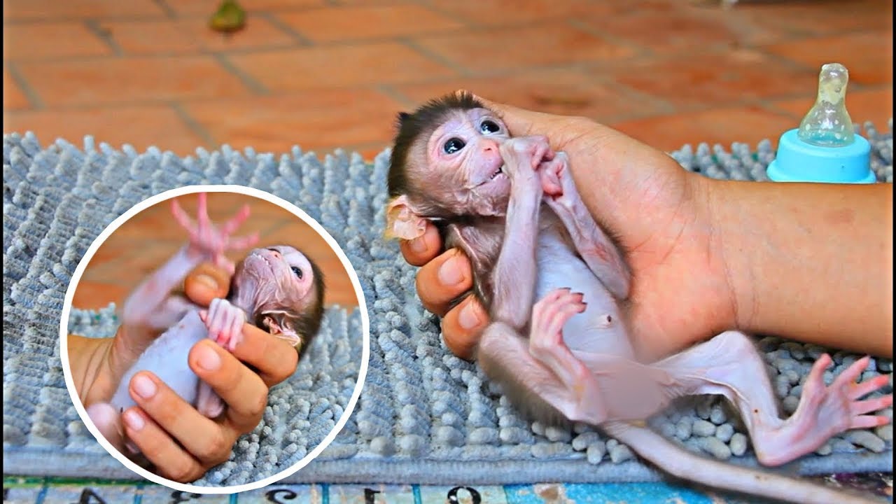 very skinny poor baby monkey no milk for too long so sadd