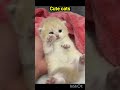 cute cats #islamicshorts #cats #catshorts #cutecat #kunanta #goviral