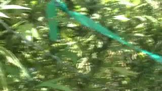 MMJ garden 9-22-11.wmv