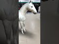 A White Horse In Huoying Subway Station
