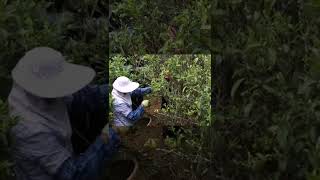 Tea Picking in Phoenix Mountain #tea #shorts