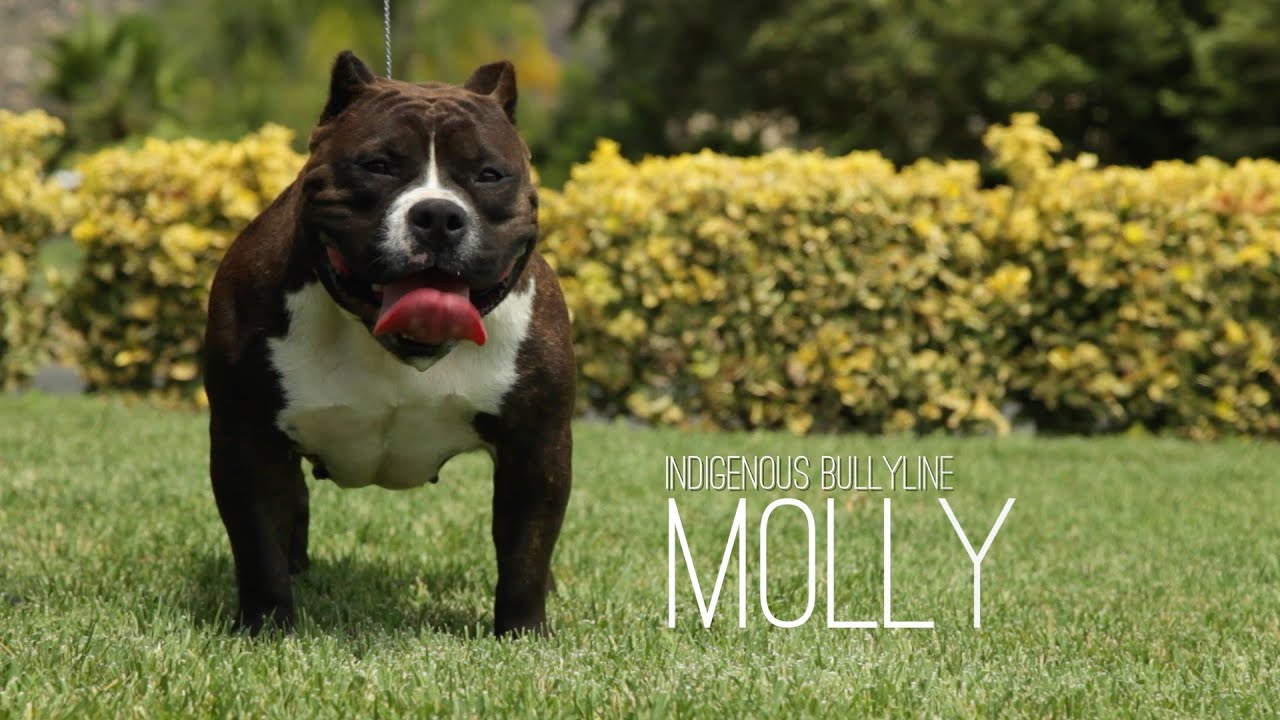 INDIGENOUS BULLYLINE - AMERICAN BULLY BREEDING THE NATIVE AMERICAN WAY!!!